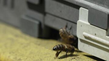 Bees, pollen, hive - Close-up view of bees with colorful pollen on legs near beehive entrance, slow motion, pollination process in nature. Apis mellifera video