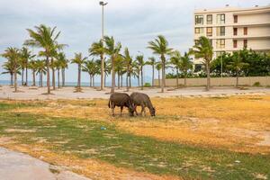 Cows graze next to the beach with palm trees in the background photo