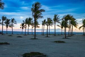 Palm trees on the beach with beautiful clouds photo