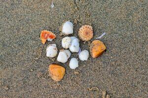 Shells in the sand in the form of a drawing photo