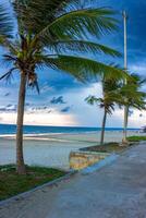 Palm trees on the beach with beautiful clouds photo