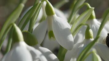 Bee pollinates snowdrop during early spring in forest. Snowdrops, flower, spring. Honey bee, Apis mellifera visiting first snowdrops on early spring, signaling end of winter. Slow motion, close up video