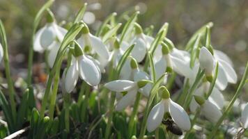Snowdrop pollinated by bee during early spring in forest. Snowdrops, flower, spring. White snowdrops bloom in garden, early spring, signaling end of winter. Slow motion, close up video