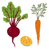 Set of Root vegetables beetroot, carrot and potato isolate on white background. graphics. vector