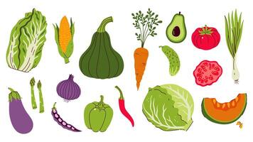 Set of different vegetables isolate on white background. graphics. vector