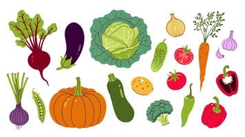 Set of different vegetables isolate on white background. graphics. vector