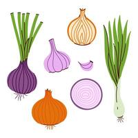 Set of onion and garlic isolate on white background. graphics. vector