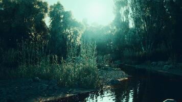 Tranquil waters reflect sunlight through trees near a serene riverbank at dusk video