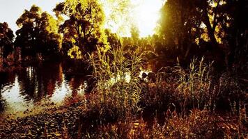 Golden sunlight filters through trees by a serene riverside during sunset video
