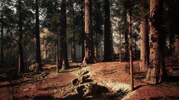 Towering sequoias in a tranquil forest setting at dawn video