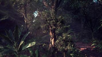 Lush tropical forest at dawn with sunlight filtering through the trees video