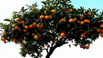 A large orange tree with lots of ripe oranges on it video