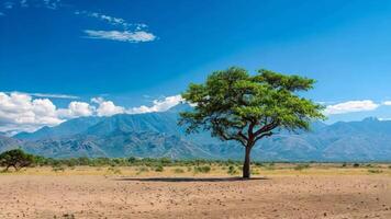A lone tree in the middle of a desert with mountains in the background video