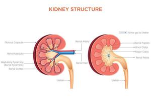 Structure of the Kidney Nephrons, Cortex, and Medulla for Filtration and Waste Removal vector