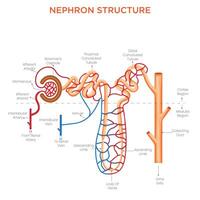 Structure of Nephron Functional Unit of the Kidney vector