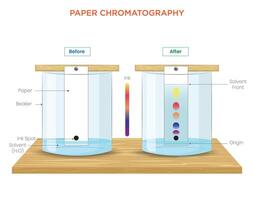 Paper Chromatography Diagram Separation of Mixtures and Pigment Analysis vector
