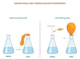 Baking Soda and Vinegar Balloon Experiment Inflate a balloon using simple chemical reactions vector