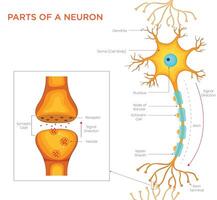 Structure of a Neuron Understanding the Key Parts in a Neuron Diagram vector
