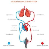 Understanding the Blood Circulation System Heart, Arteries, Veins, and Capillaries vector