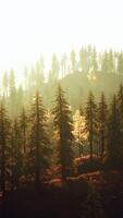 A forest filled with lots of tall trees video