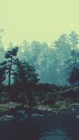 A forest filled with lots of trees next to a river video