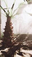 A palm tree in the middle of a foggy forest video