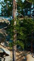 A group of trees that are sitting on some rocks video