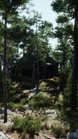 A forest filled with lots of trees and rocks video