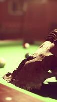 A close up of a pool table with an animal skull on it video