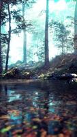 A stream running through a forest filled with lots of trees video