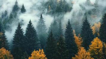A foggy forest filled with lots of trees in the middle of a forest video