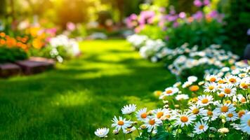 A field of daisies in the middle of a lush green field video
