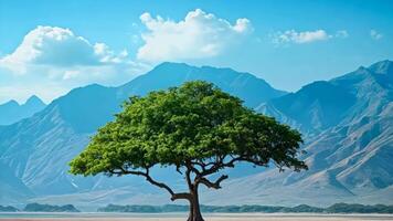 A lone tree in the middle of a desert with mountains in the background video