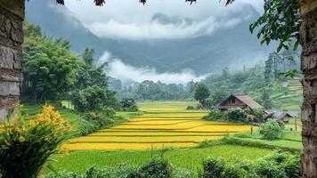 A view of a rice field through a window of a building video
