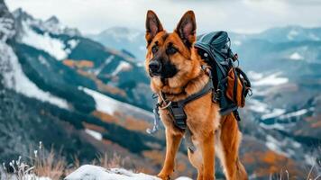 A dog with a backpack standing on top of a snow covered mountain video