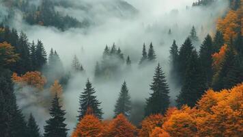 A foggy forest filled with lots of trees covered in fog video