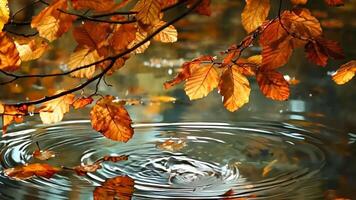 un rama de un árbol con naranja hojas flotante en el agua video