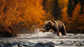 A brown bear is walking through the water with a fish photo