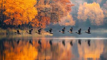 Geese flying over the lake in autumn photo