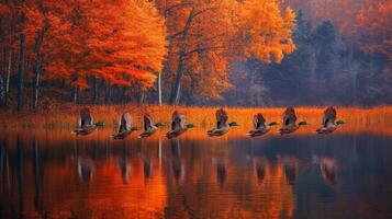 Ducks flying over a lake in autumn photo