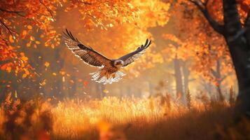 An eagle flying over a forest in the fall photo