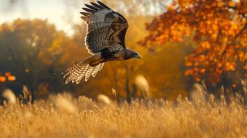 A hawk flying over a field of tall grass photo
