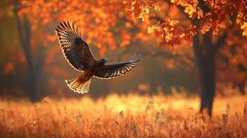 An eagle flying over a field with autumn leaves photo