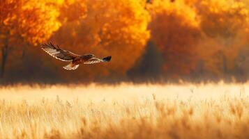 A hawk flying over a field of tall grass photo