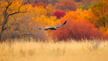 A bird flying over a field of tall grass photo
