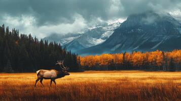 A lone elk stands in a field with mountains in the background photo