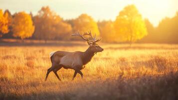 A deer is walking through a field at sunset photo