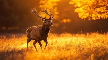 A red deer is walking through a field at sunset photo