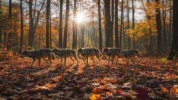 Wolf pack walking through the forest in autumn photo