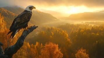An eagle is perched on a branch overlooking a valley photo
